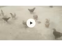 Chickens — 사진 4