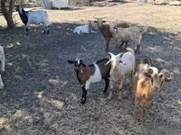 公山羊, Goats — 照片 5