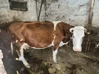 Krava, Kazachská bílá hlava kráva — foto 2