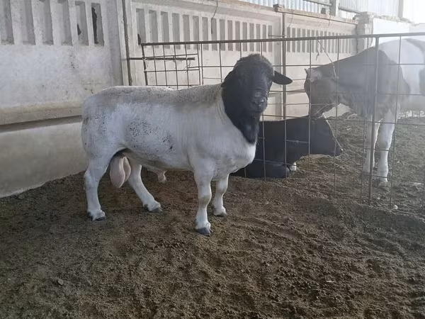 雄羊, Dorper sheep