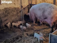 Babi betina, Pigs — foto 1