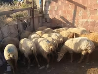 قوچ, گوسفند — عکس 2