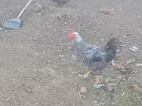 Chickens — 3 зураг
