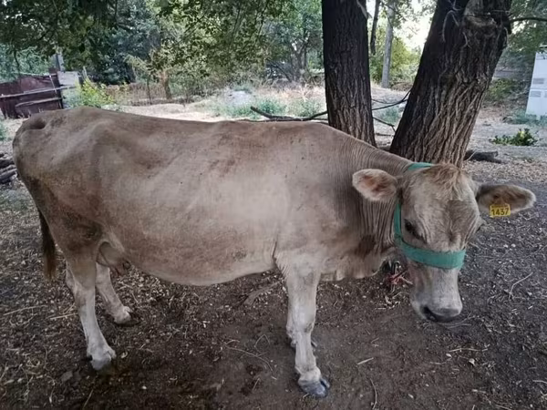Cow, Cattle — Kyrgyzstan