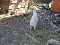 Էգ այծ, Այծեր — լուսանկար 1