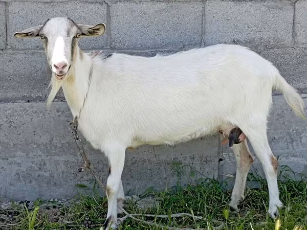Goat, Goats — Kyrgyzstan