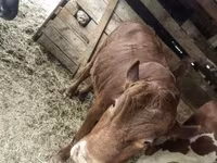 Stier, Limousin koe — foto 3