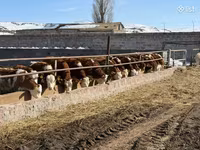 Tehén, Simmental cattle — 2. fotó