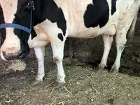 گاو ماده, گاوهای هولشتاین — عکس 2