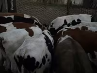 วัวตัวผู้, Swiss cattle — รูปภาพ 5