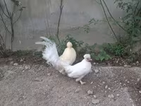 Japansk Bantam — foto 1