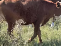 Lembu betina, Kazakh White-headed cow — foto 3