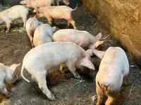 Scroafă, Porci — foto 3