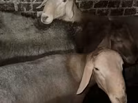 قوچ, Arashan sheep — عکس 1