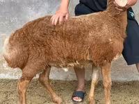 Bagge, Arashan sheep — foto 3