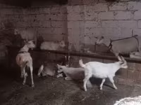 Koza, Козе — fotografija 5