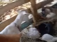 ፍየል, Goats — ፎቶ 3