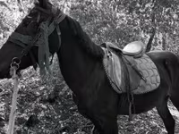Klisna, Friesian — foto 4