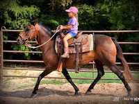 مادیان, Quarter Horse — عکس 3