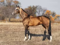 Кінь, Akhal-Teke — фото 5
