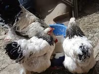 Chickens — zdjęcie 8