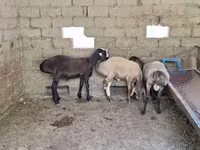 Beran, Arashan sheep — foto 4