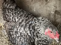 Chickens — عکس 2