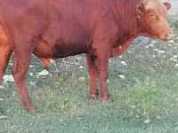Ταύρος, Simmental cattle — φωτογραφία 6
