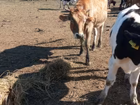 İnek, Simmental cattle — foto 3