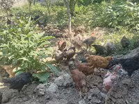 Chickens — عکس 4