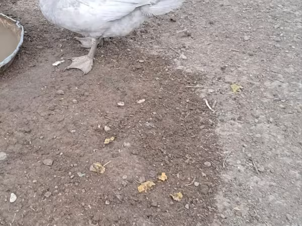Ducks