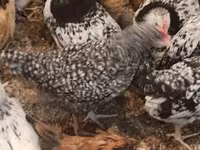 Chickens — акс 2