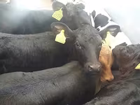 گاو نر, Simmental cattle — عکس 3