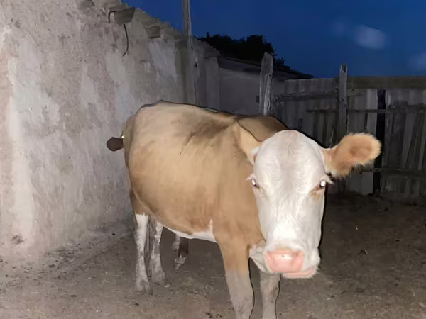 Krowa, Latvian Blue cattle