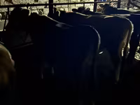 Bulle, Swiss cattle — Foto 5