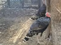 Turkeys — foto 3