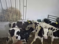 Toro, Russian Black pied cattle — foto 4