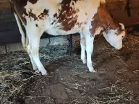 Lembu betina, Holstein breed — foto 2