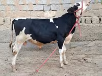 雄牛, Simmental cattle — 写真 4