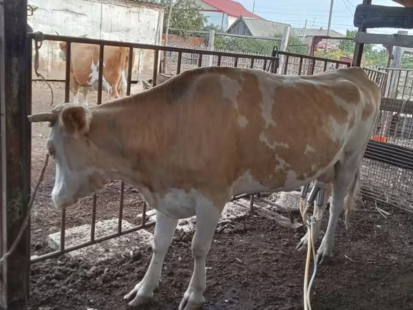 Ko, Latvian Blue cattle