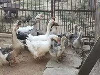 Geese — акс 1