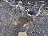 Geese — foto 2