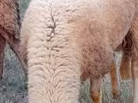Montone, Lacaune sheep — foto 2