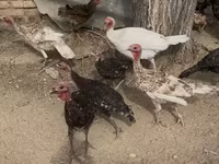 Turkeys — foto 2
