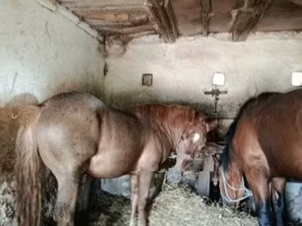 Hingst, Hästar