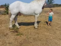 Cal, Percheron — foto 2