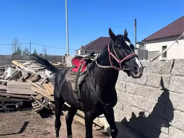 Адуу, Kazakh horse