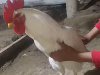 Chickens — foto 1