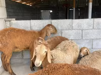 میش, گوسفند — عکس 2