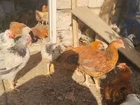 Chickens — foto 6